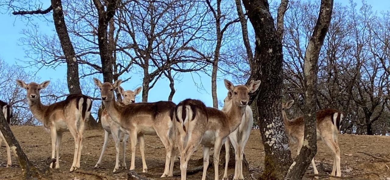 Bourazani Wild Life Resort Konitsa Dış mekan fotoğraf