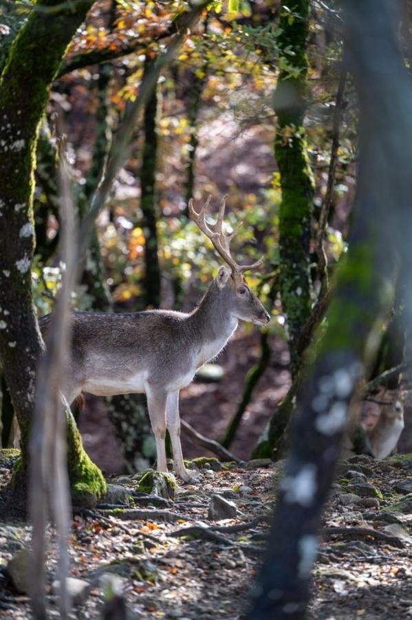 Bourazani Wild Life Resort Konitsa Dış mekan fotoğraf