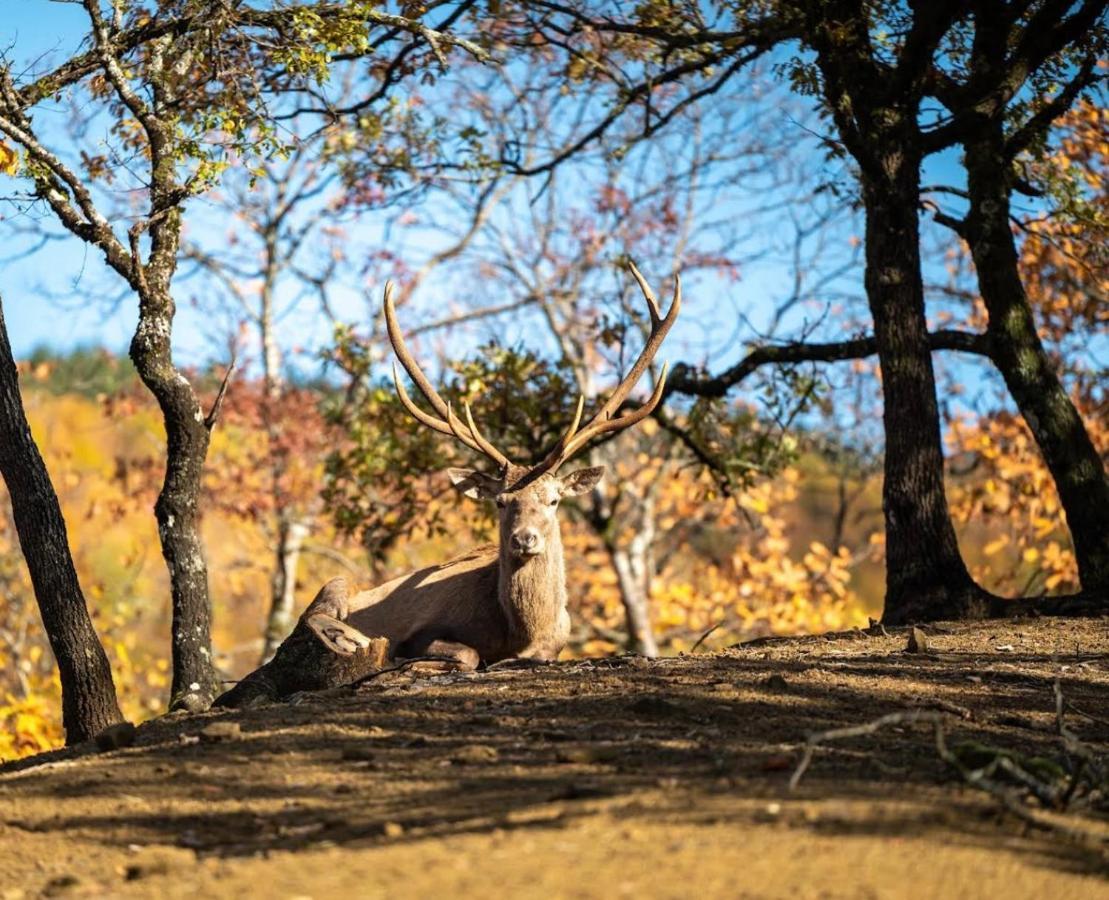 Bourazani Wild Life Resort Konitsa Dış mekan fotoğraf
