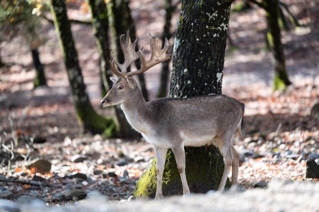 Bourazani Wild Life Resort Konitsa Dış mekan fotoğraf