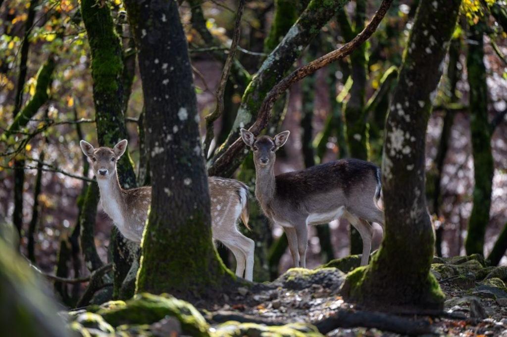 Bourazani Wild Life Resort Konitsa Dış mekan fotoğraf
