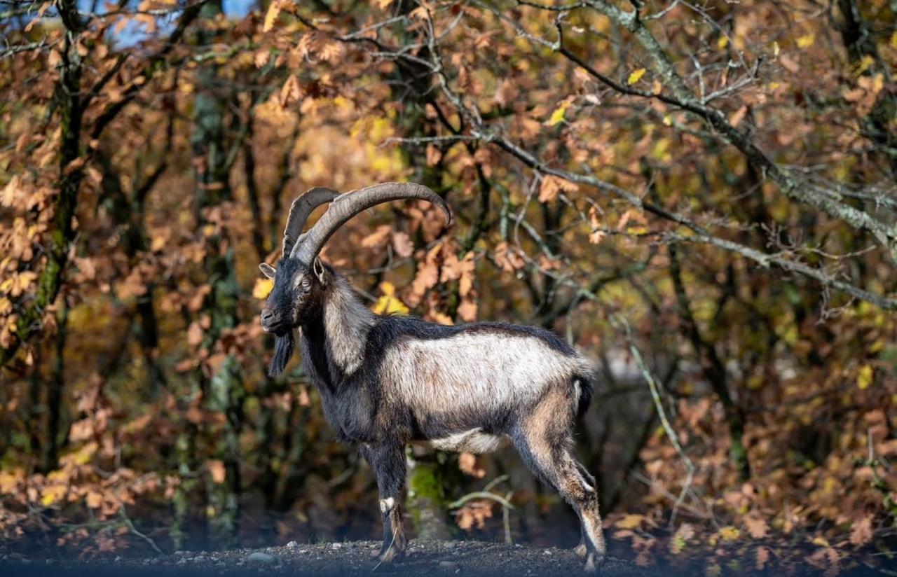 Bourazani Wild Life Resort Konitsa Dış mekan fotoğraf