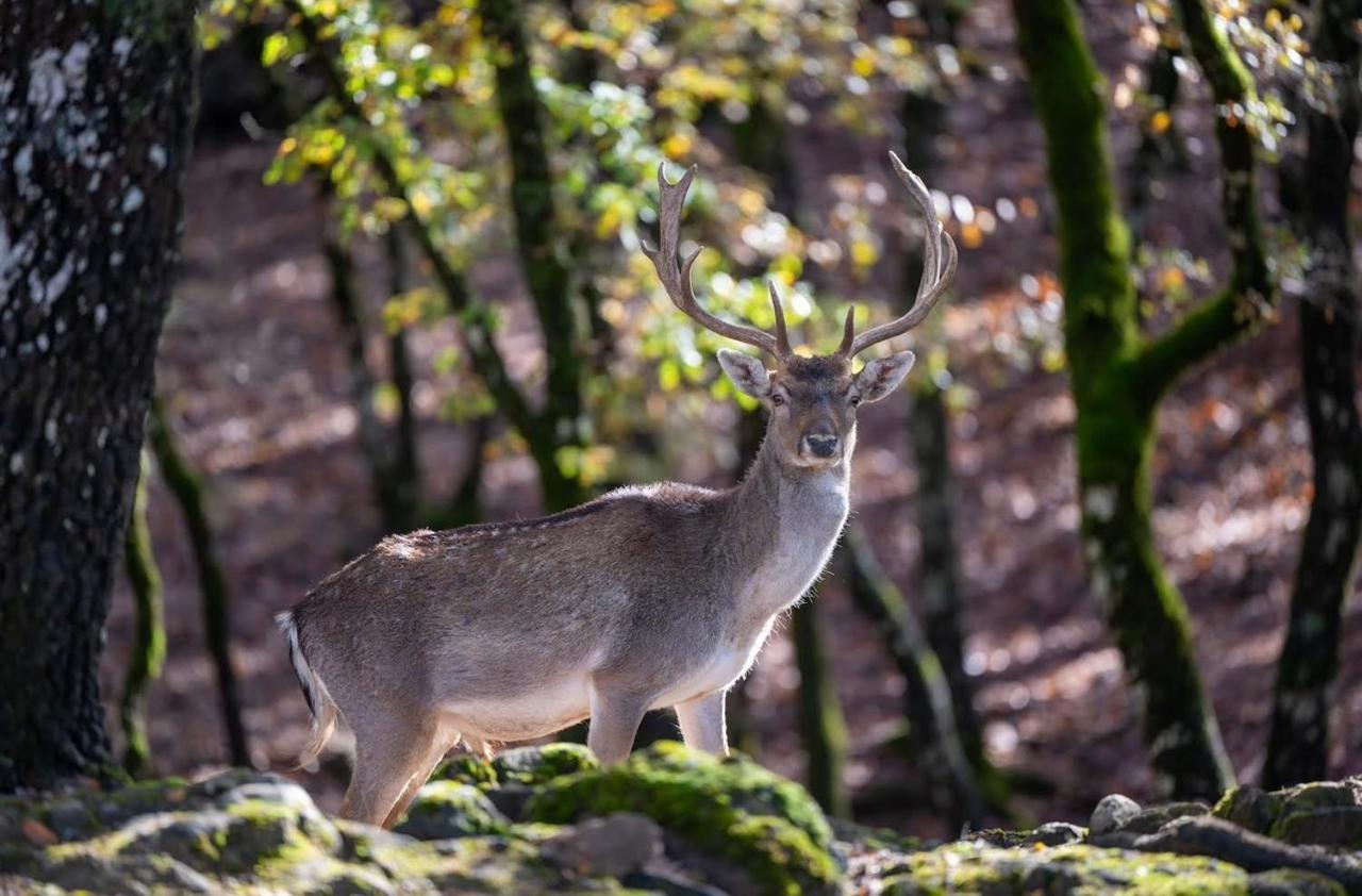 Bourazani Wild Life Resort Konitsa Dış mekan fotoğraf
