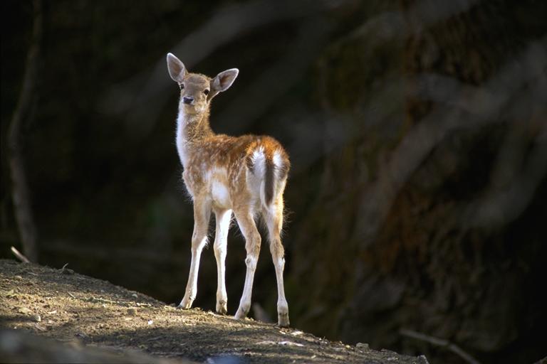 Bourazani Wild Life Resort Konitsa Dış mekan fotoğraf